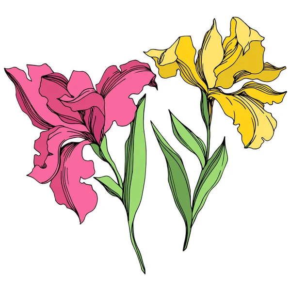 Λουλούδια από άνθη της ίριδας. Μαύρο και άσπρο χαραγμένο μελάνι τέχνης. Απομονωμένο στοιχείο απεικόνισης ίριδες. — Διανυσματικό Αρχείο