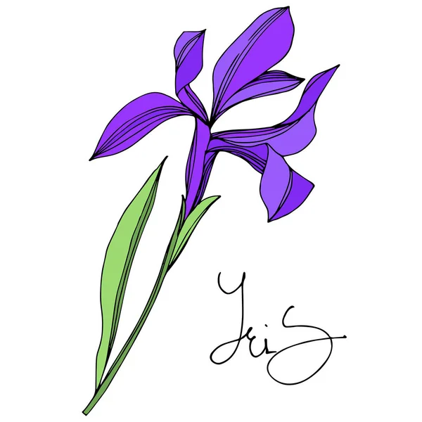 Iris çiçek botanik çiçekleri. Siyah ve beyaz oyulmuş mürekkep sanatı. Yalıtılmış irises illüstrasyon elemanı.