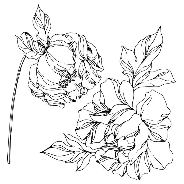 Peony botanical flowers. Wild spring leaf. Black and white engraved ink art. Isolated peonies illustration element.