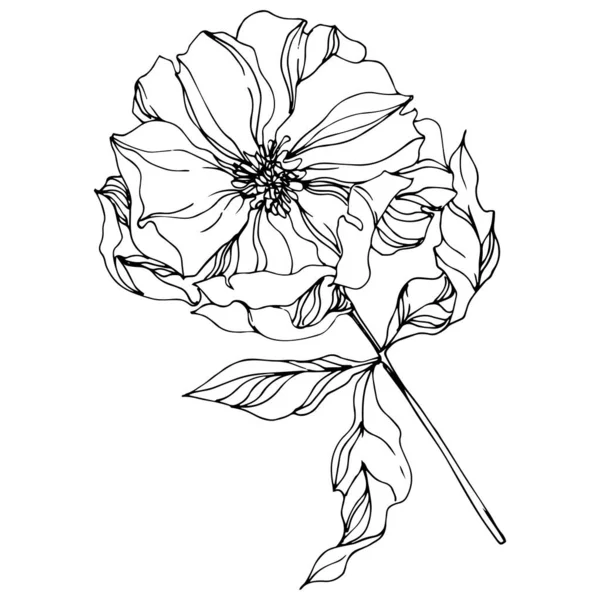 Flores botánicas peónicas. Hoja de primavera salvaje. Tinta grabada en blanco y negro. Elemento ilustrativo peonías aisladas . — Vector de stock