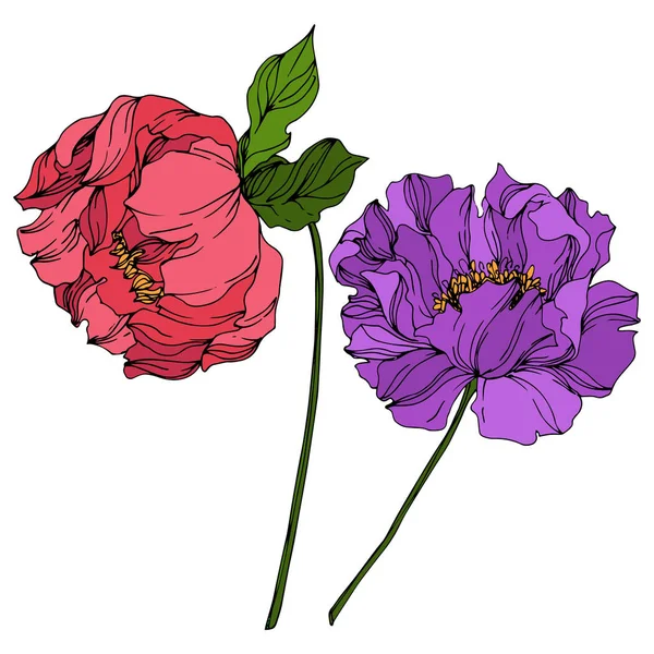 Pivoine fleurs botaniques florales. Feuille de printemps sauvage fleur sauvage. Encre gravée. Élément d'illustration pivoines isolées . — Image vectorielle