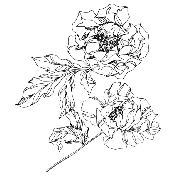 Peony botanical flowers. Wild spring leaf. Black and white engraved ink art. Isolated peonies illustration element. — Stock Vector