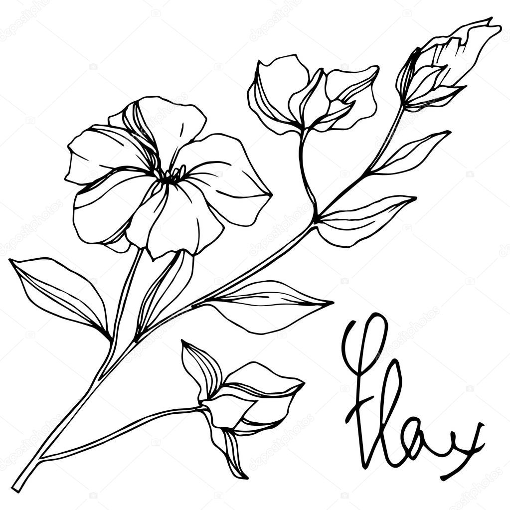 Vector Flax floral botanical flowers. Black and white engraved ink art. Isolated flax illustration element.