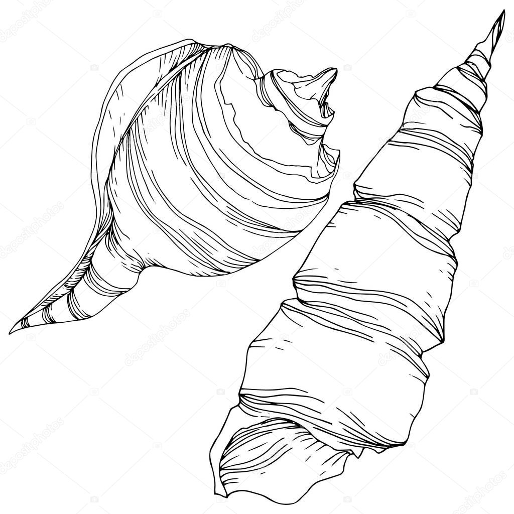 Summer beach seashell tropical elements. Black and white engraved ink art. Isolated shells illustration element.
