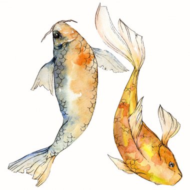 Suluboya su altı renkli tropikal balık seti. Kızıldeniz ve egzotik balıklar içinde: Goldfish İzole.
