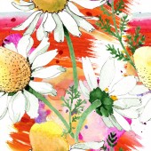 Chamomile květinové botanické květy. Divoký jarní list izolovaný. Akvarel na obrázku. Akvarel na kreslicím módu. Bezespání vzorek pozadí. Textura pro tisk tapety.