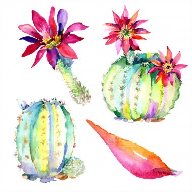 Yeşil kaktüs. Çiçek botanik çiçek. Yabani bahar yaprağı kır çiçeği izole.