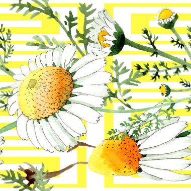 Papatya çiçek botanik çiçek. Vahşi bahar yaprağı izole edilmiş. Suluboya illüstrasyon seti. Suluboya çizim moda aquarelle. Kusursuz arka plan deseni. Kumaş duvar kağıdı baskı doku.