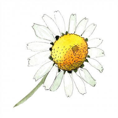 Papatya çiçek botanik çiçek. Yabani bahar yaprağı kır çiçeği izole. Suluboya arka plan illüstrasyon seti. Suluboya çizim moda aquarelle izole. İzole papatya illüstrasyon elemanı.