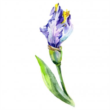 Mor sarı iris çiçeği. Suluboya arka plan seti. Suluboya çizim kova. İzole iris illüstrasyon elemanı.
