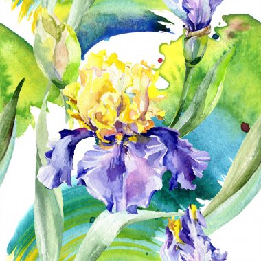 Mor sarı iris. Çiçek botanik çiçek. Yabani bahar yaprağı kır çiçeği izole. Suluboya arka plan illüstrasyon seti. Suluboya çizim moda aquarelle izole.