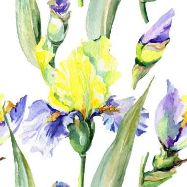 Mor sarı iris. Çiçek botanik çiçek. Yabani bahar yaprağı kır çiçeği izole. Suluboya arka plan illüstrasyon seti. Suluboya çizim moda aquarelle izole.