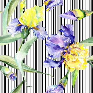 Mor sarı iris. Çiçek botanik çiçek. Yabani bahar yaprağı kır çiçeği izole. Suluboya arka plan illüstrasyon seti. Suluboya çizim moda aquarelle izole.