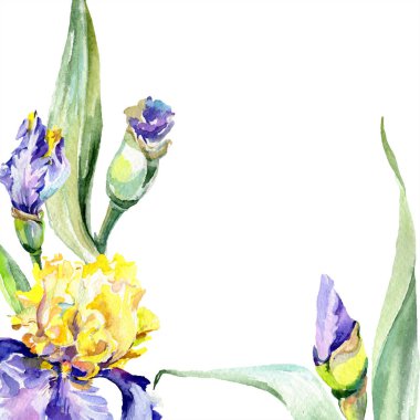 Mor sarı iris. Çiçek botanik çiçek. Yabani bahar yaprağı kır çiçeği izole. Suluboya arka plan illüstrasyon seti. Suluboya çizim moda aquarelle izole.