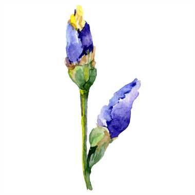 Mor sarı iris çiçeği. Suluboya arka plan seti. Suluboya çizim kova. İzole iris illüstrasyon elemanı.