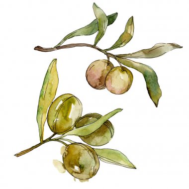 Yeşil zeytin suluboya arka plan. Suluboya çizim kova. Yeşil yaprak izole zeytin illüstrasyon elemanı.