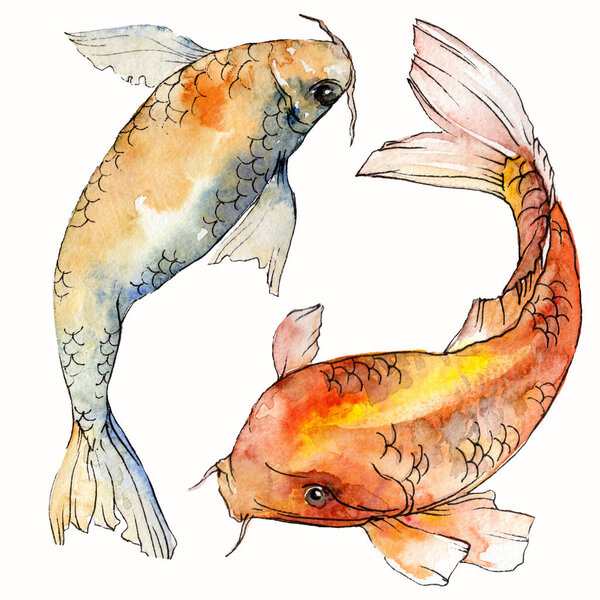 Watercolor aquatic underwater colorful tropical fish set. Red sea and exotic fishes inside: Goldfish Isolated.