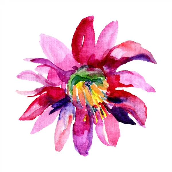 Yeşil kaktüs. Çiçek botanik çiçek. Yabani bahar yaprağı kır çiçeği izole.