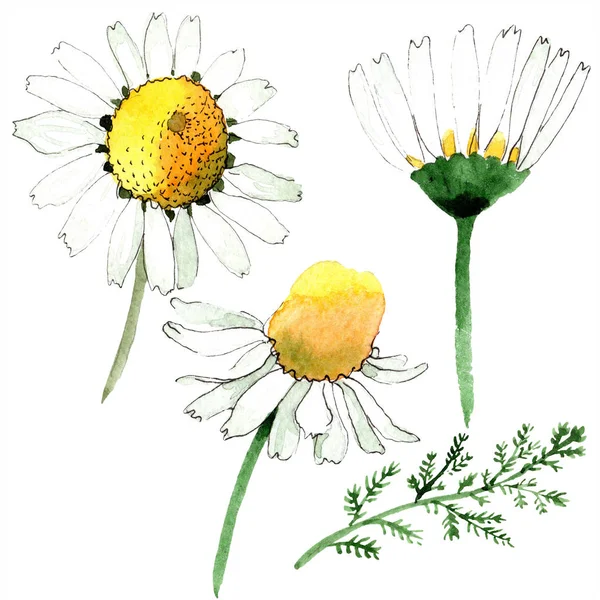 Kamille Blühende Botanische Blume Wildes Frühlingsblatt Wildblume Isoliert Aquarell Hintergrundillustration — Stockfoto