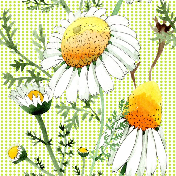 Papatya çiçek botanik çiçek. Vahşi bahar yaprağı izole edilmiş. Suluboya illüstrasyon seti. Suluboya çizim moda aquarelle. Kusursuz arka plan deseni. Kumaş duvar kağıdı baskı doku.
