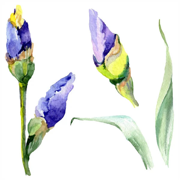 Violetti keltainen iiris kukka. Vesiväri tausta asettaa. Vesiväripiirustus akvarelli. Erillinen värikalvon kuvituselementti . — kuvapankkivalokuva