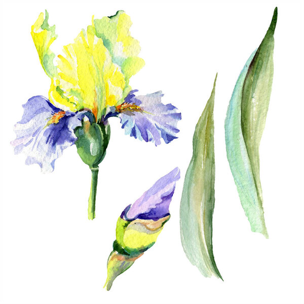 Purple yellow iris flower. Watercolor background set. Watercolour drawing aquarelle. Isolated iris illustration element.