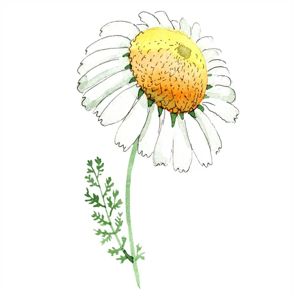 Floare Botanică Florală Mușețel Frunze Sălbatice Primăvară Izolate Set Ilustrații — Fotografie, imagine de stoc
