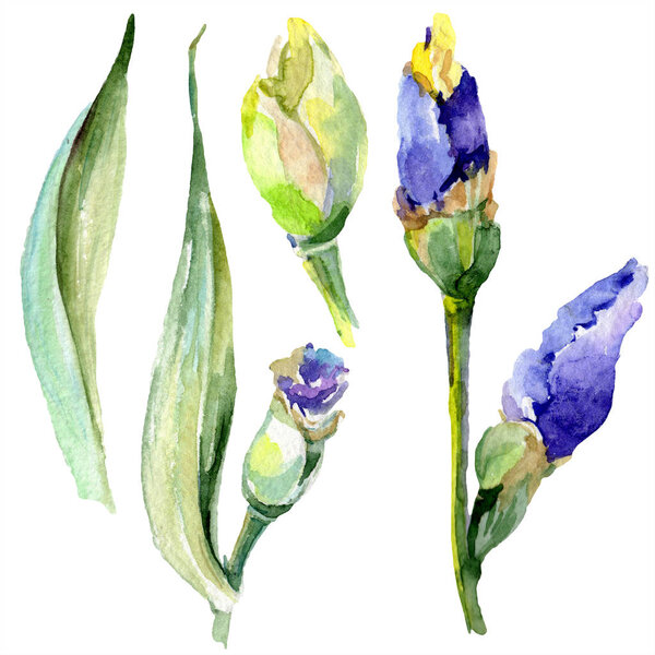 Purple yellow iris flower. Watercolor background set. Watercolour drawing aquarelle. Isolated iris illustration element.