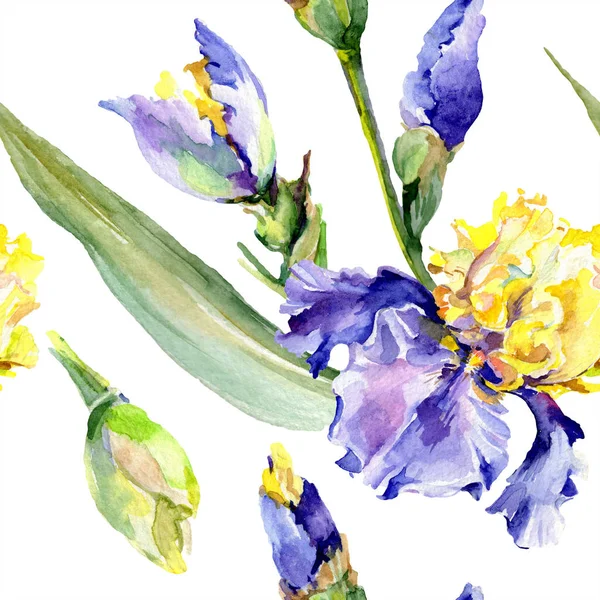 Πορφυρή κίτρινη ίριδα. Floral βοτανικό λουλούδι. Άγριο άνθος φύλλων άγριας άνοιξης απομονωμένο. Σύνολο εικονογράφησης φόντου. Υδατογραφία σχεδίαση μόδας απομονωμένη. — Φωτογραφία Αρχείου
