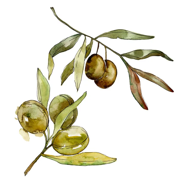 Green olives watercolor background. Watercolour drawing aquarelle. Green leaf isolated olives illustration element. — Stock Photo, Image