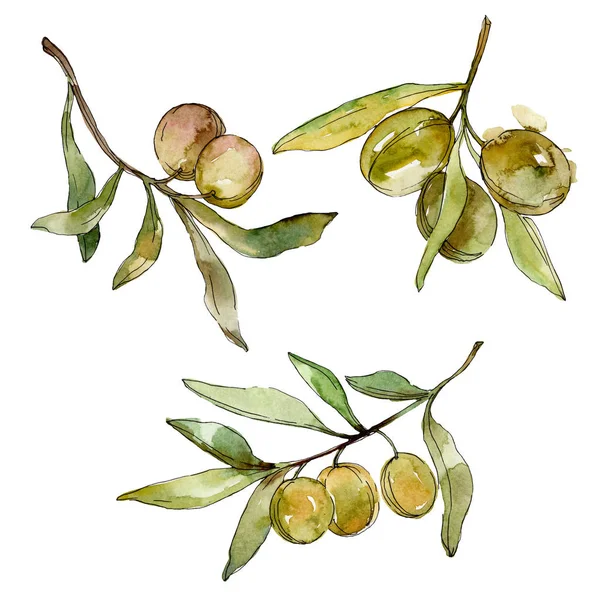 Green olives watercolor background. Watercolour drawing aquarelle. Green leaf isolated olives illustration element. — Stock Photo, Image