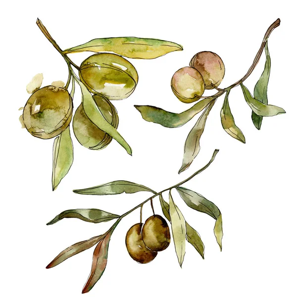 Gröna oliver akvarell bakgrund. Akvarell ritning Aquarelle. Gröna löv isolerade Oliver illustration element. — Stockfoto