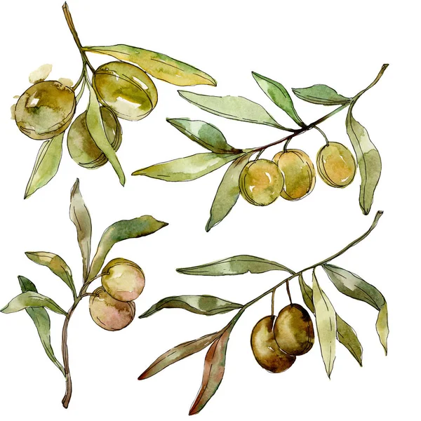 Green olives watercolor background. Watercolour drawing aquarelle. Green leaf isolated olives illustration element. — Stock Photo, Image