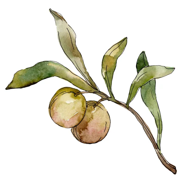 Gröna oliver akvarell bakgrund. Akvarell ritning Aquarelle. Gröna löv isolerade Oliver illustration element. — Stockfoto