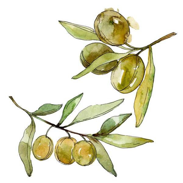 Green olives watercolor background. Watercolour drawing aquarelle. Green leaf isolated olives illustration element. — Stock Photo, Image