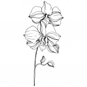 Květinové botanické květiny. Černé a bílé ryté inkoustem. Samostatný ilustrační prvek orchidej.
