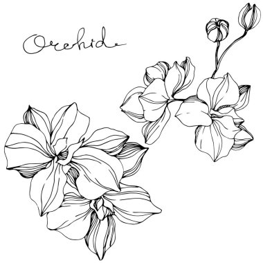 Vektör Orkide çiçek botanik çiçek. Siyah ve beyaz oyulmuş mürekkep sanatı. İzole orkide illüstrasyon elemanı.