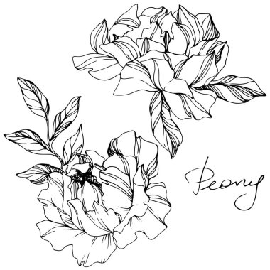 Vector Peony floral botanical flower. Black and white engraved ink art. Isolated peony illustration element. clipart