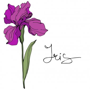 Vektör Mor iris. Çiçek botanik çiçek. Yabani bahar yaprağı kır çiçeği. Oyulmuş mürekkep sanatı. İzole iris illüstrasyon elemanı.