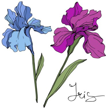 Vektör Mavi ve mor iris. Çiçek botanik çiçek. Yabani bahar yaprağı kır çiçeği. Oyulmuş mürekkep sanatı. İzole iris illüstrasyon elemanı.