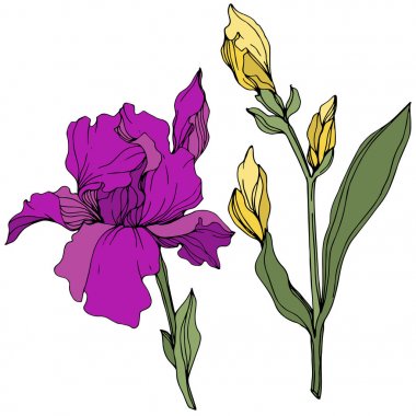 Vektör Sarı ve mor iris. Çiçek botanik çiçek. Yabani bahar yaprağı kır çiçeği. Oyulmuş mürekkep sanatı. İzole iris illüstrasyon elemanı.