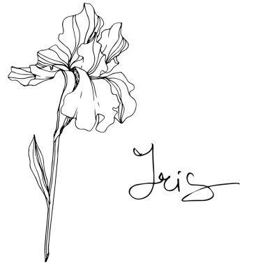 Vektör Iris botanik çiçek. Vahşi bahar yaprak izole kır çiçeği. Siyah ve beyaz mürekkep sanat kazınmış. İzole Iris resim öğesi.