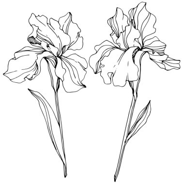 Vektör Iris botanik çiçek. Vahşi bahar yaprak izole kır çiçeği. Siyah ve beyaz mürekkep sanat kazınmış. İzole Iris resim öğesi.