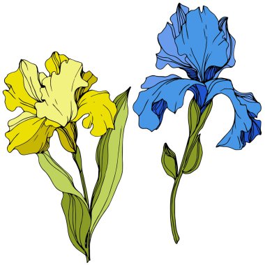 Vektör Sarı ve mavi iris çiçek botanik çiçek. Oyulmuş mürekkep sanatı. İzole iris illüstrasyon elemanı.