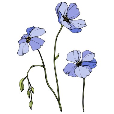 Vector Blue flax floral botanical flower. Wild spring leaf wildflower. Engraved ink art. Isolated flax illustration element. clipart