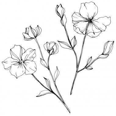 Vektör Keten çiçek botanik çiçek. Siyah ve beyaz oyulmuş mürekkep sanatı. İzole keten illüstrasyon elemanı.
