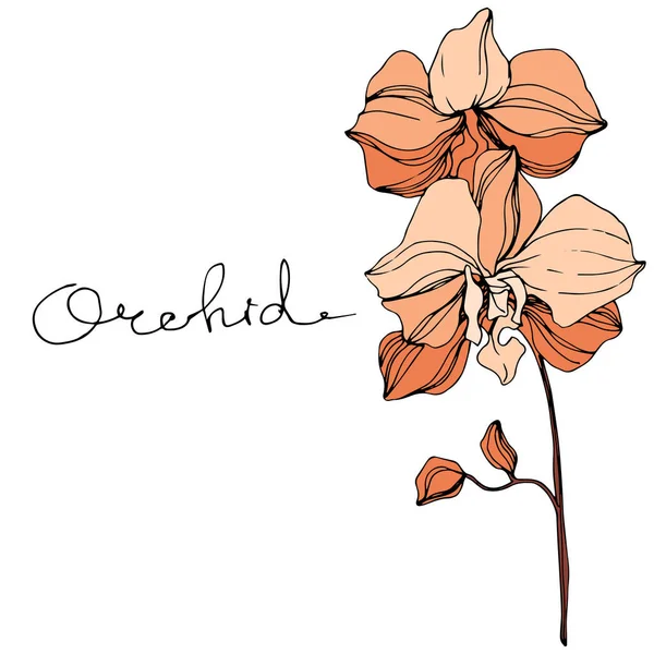 Orchidea vettoriale arancione. Fiore botanico floreale. Incisione a inchiostro art. Elemento isolato di illustrazione del orchid . — Vettoriale Stock