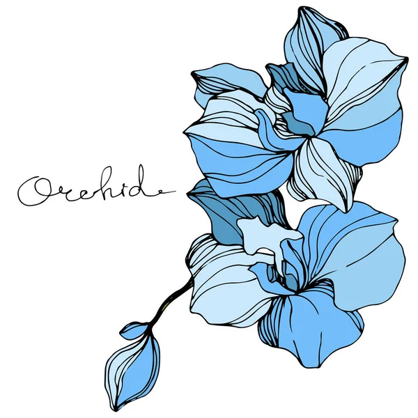 Orquídea Vector Azul. Flor botánica floral. Arte de tinta grabada. Elemento de ilustración de orquídea aislada . — Archivo Imágenes Vectoriales
