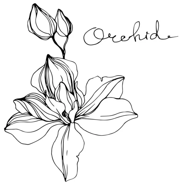 Vector orchidee bloemen botanische bloem. Zwart-wit gegraveerd Ink Art. Geïsoleerde orchidee illustratie element. — Stockvector