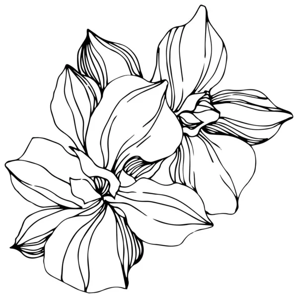 ベクトル蘭の花の植物の花。黒と白の彫刻インクアート。孤立した蘭のイラスト要素. — ストックベクタ
